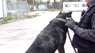 Beauceron arlequin de acs77gardiennage [upl. by Phox178]