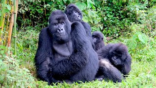 Gorilla trekking in Rwanda epic amp moving adventure [upl. by Aggappora]