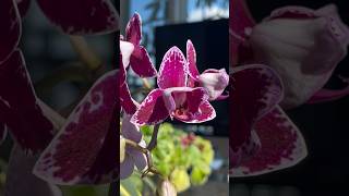 What a beautiful orchid [upl. by Culley]