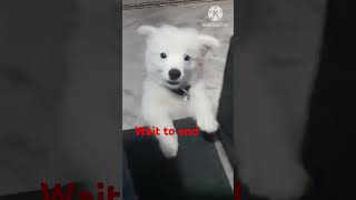 Dog Barking  Dog Barking Loudly Dog Barking Video shortvideo [upl. by Otilopih]