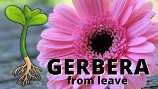 Gerbera Propagation From Leaves [upl. by Lebna]