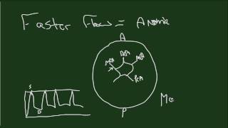 Doppler Fetal MCA [upl. by Aihsik]