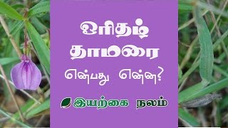 ஓரிதழ் தாமரை பொடி பயன்கள்  Orithal Thamarai in Tamil  Orithal Thamarai Maruthuvam [upl. by Sybilla]