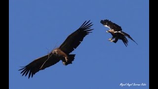 Best Eagle Fights vs vultures [upl. by Iong134]