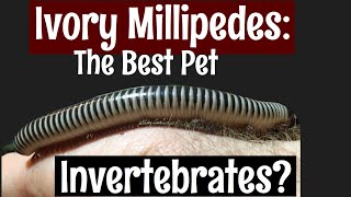 Ivory Millipedes The Best Pet Invertebrate [upl. by Aisile]