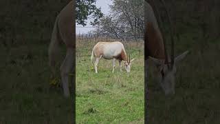 Scimitar  Horned Oryx shorts wildlife wildlifephotography [upl. by Nuahsyd]