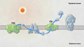 Photosynthesis  HHMI BioInteractive Video [upl. by Anyah396]