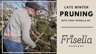 Winter Pruning Yews  Frisella Nursery [upl. by Ikcir]