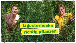 HECKE PFLANZEN In 6 Schritten zu deiner Ligusterhecke 🍃 [upl. by Issirk]