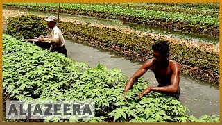 Floating farms in Bangladesh help farmers survive floods [upl. by Dickie775]