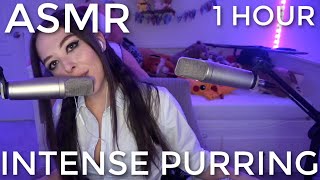 ASMR Intense Purring to Help You Fall Asleep 💤 1 Hour [upl. by Jerman746]