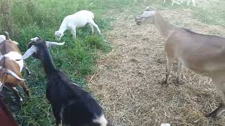 Tropical Hot 🥵 today The little goats are just interested in eating vlog 304 [upl. by Harbard]