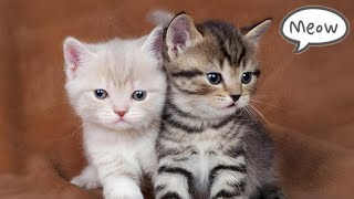 Cute Baby Cat Sound 🐱  Cat Sounds  Cat Voice [upl. by Leonie]