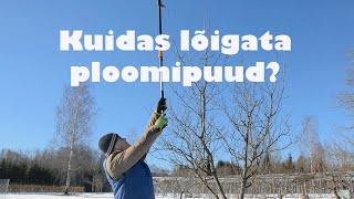 Kuidas lõigata ploomipuud [upl. by Anitreb827]