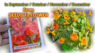 Nasturtium Plant From Seeds To Flower Update  Nasturtium Plant From Seeds How To Grow [upl. by Rock]