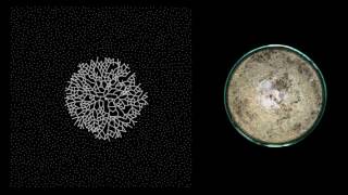 MYCELIUM  Growth  timelapse [upl. by Lletnuahs]