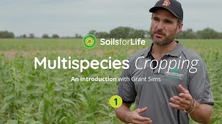 Multispecies Cropping 1 An introduction with farmer Grant Sims [upl. by Niltac421]