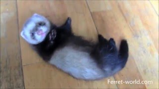 CUTE BABY FERRETS [upl. by Finnie]