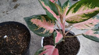 How to Propagate Aglaonema at Home  Best amp Easy Way  Propagate Aglaonema Plant Cuttings [upl. by Iznyl23]