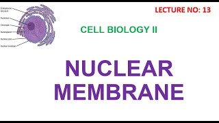 Nuclear Envelope  nuclear membrane  cell biology lecture [upl. by Amaj]