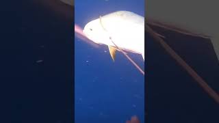 Zıpkın avı fishing balikavi spearfishing fish carpfishing shortvideo [upl. by Onibas]