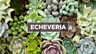 Echeveria Succulents 101  Care Tips amp Unique Traits [upl. by Ainosal]