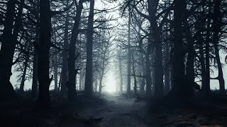 Endless creepy forest with wind rustling and wolves howling [upl. by Emilie]