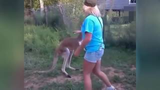 Man fights kangaroo Compilation Best Funny Videos [upl. by Ettenna]