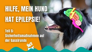 Epilepsie beim Hund 49 Sicherheit beim Gassigehen [upl. by Harrie]