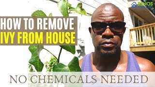 How to Remove Ivy From House [upl. by Hobard]