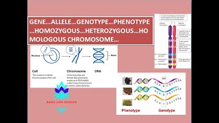 Gene Allele Genotype Phenotype Homozygous Heterozygous Homologous Chromosome  Genetics [upl. by Areval]