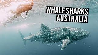 Swimming with WHALE SHARKS in Ningaloo Reef  Australia Road Trip [upl. by Ellevart]