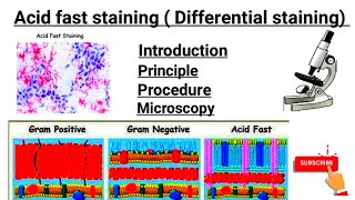 Acid fast staining part 3  Introduction  principal  Procedure  Microscopy [upl. by Odysseus]