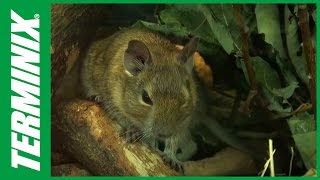 Rodents Facts and Rodent Control Tips with Terminix [upl. by Suertemed]