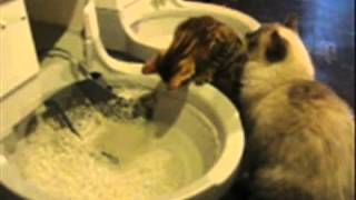 Guinness amp Funny CatGenie Self Washing Self Flushing Cat Box [upl. by Nolham]