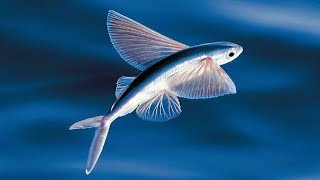 The Evolution of Flying Fish [upl. by Briscoe]