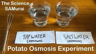 Potato Osmosis Experiment Hypotonic vs Hypertonic Solutions  The Science SAMurai [upl. by Kcor]