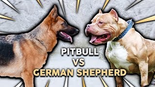 GERMAN SHEPHERD vs PITBULL TERRIER Whats The Best Family Guard Dog [upl. by Bezanson]