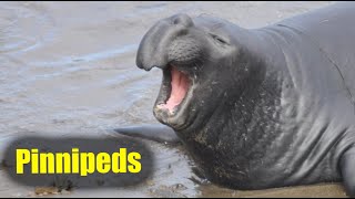 What Are Pinnipeds  Nona The Naturalist Explains [upl. by Cthrine438]