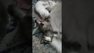 Persian cat kitten for sale UP Aligarh 8126414042 [upl. by Eednas]