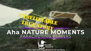 Aha Nature Moments Parachuting Beavers [upl. by Aerdnuahs]