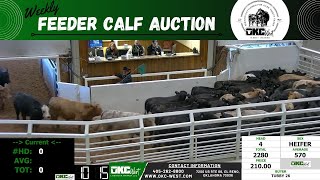 1182023  OKC West Feeder Calf Auction [upl. by Ramey593]