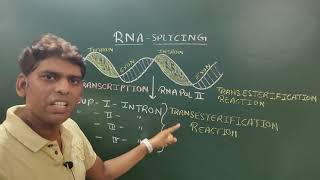 RNA Splicing GroupI and II introns [upl. by Basset]