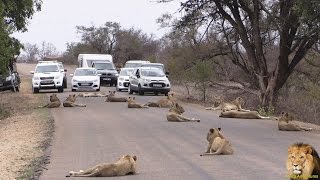 Largest Lion Pride Ever Blocking Road In Kruger Park [upl. by Godard]