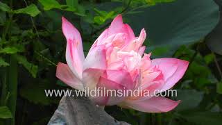 Kamal ka phool Sacred Lotus flower in full bloom Pink Water Lily budding in the wild [upl. by Ainegue]