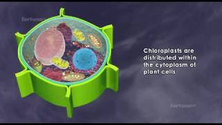 About chloroplast  structure and function  3D animated [upl. by Andromeda491]