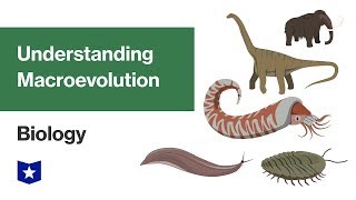 Understanding Macroevolution  Biology [upl. by Oker]