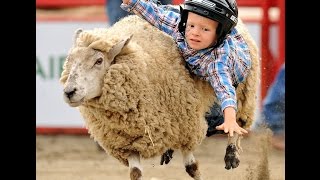 Mutton Bustin  Benton Franklin Rodeo [upl. by Tim]