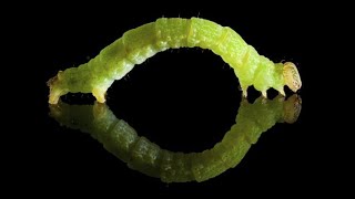 I FOR INCHWORMFUN FACTS ABOUT INCHWORMS [upl. by Suiram]