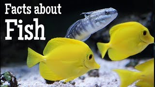 Facts about Fish for Kids [upl. by Philan375]